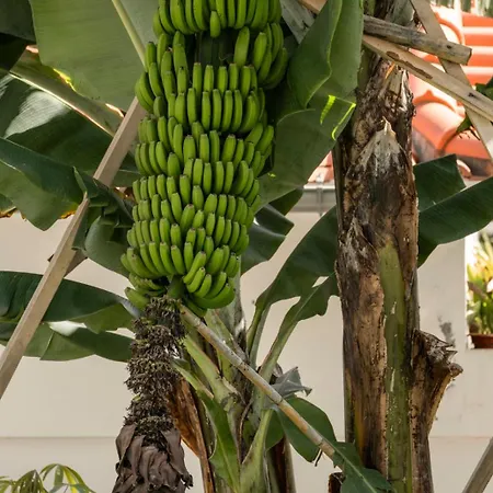 Germana House By An Island Ponta do Sol (Madeira)