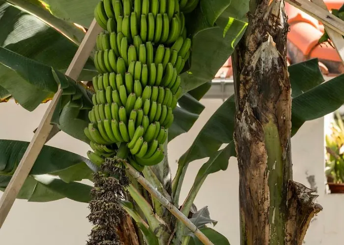 Germana House By An Island Ponta do Sol (Madeira)